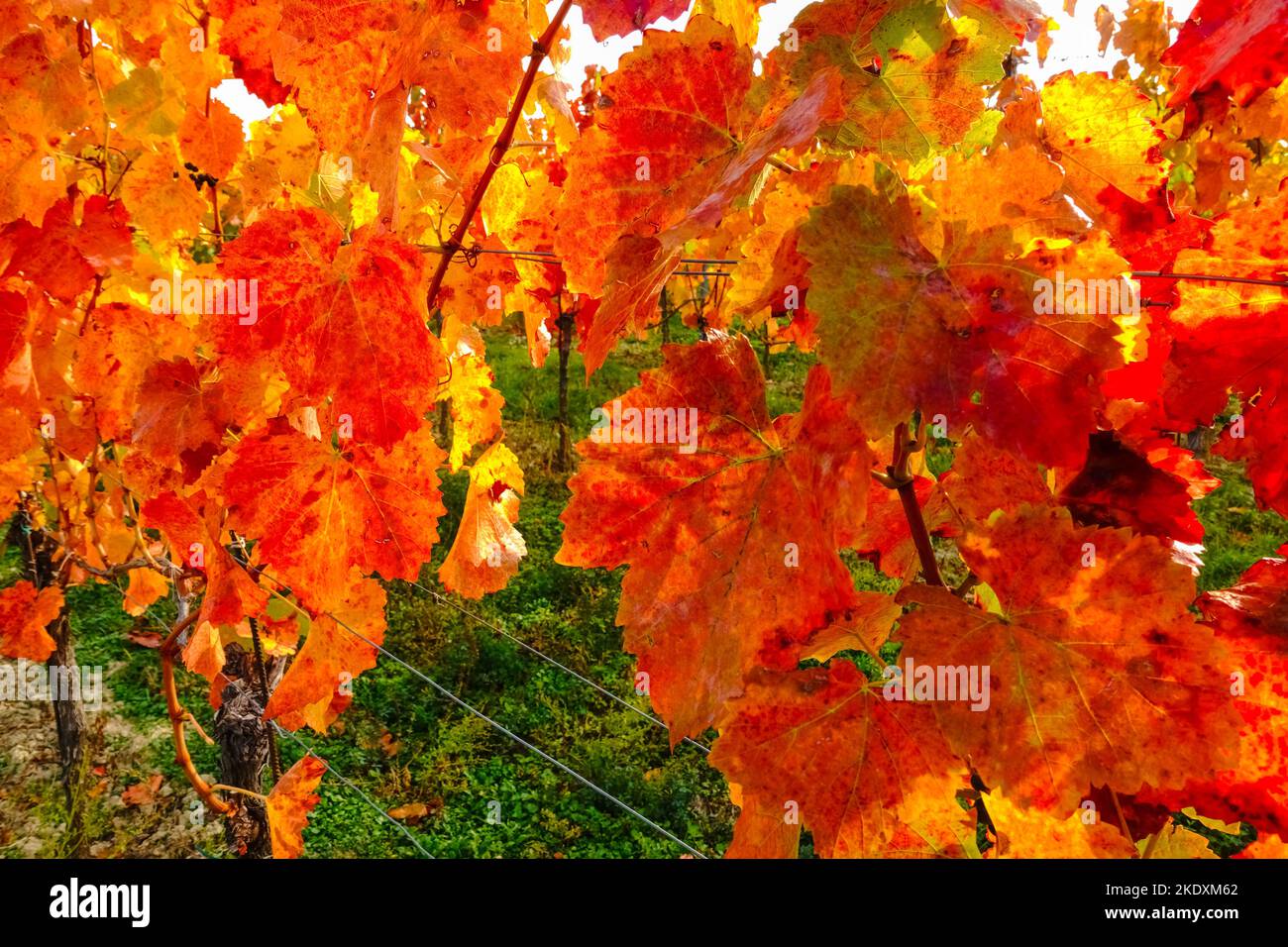 colorful leaves from vineyards in autumn detail view Stock Photo