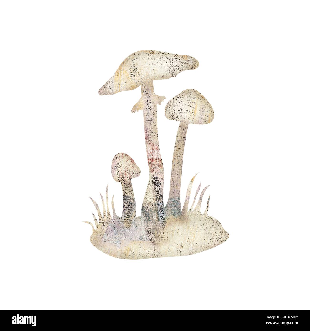 Illustration of deadly poisonous Amanita virosa mushroom, also known as destroying angel Stock Photo