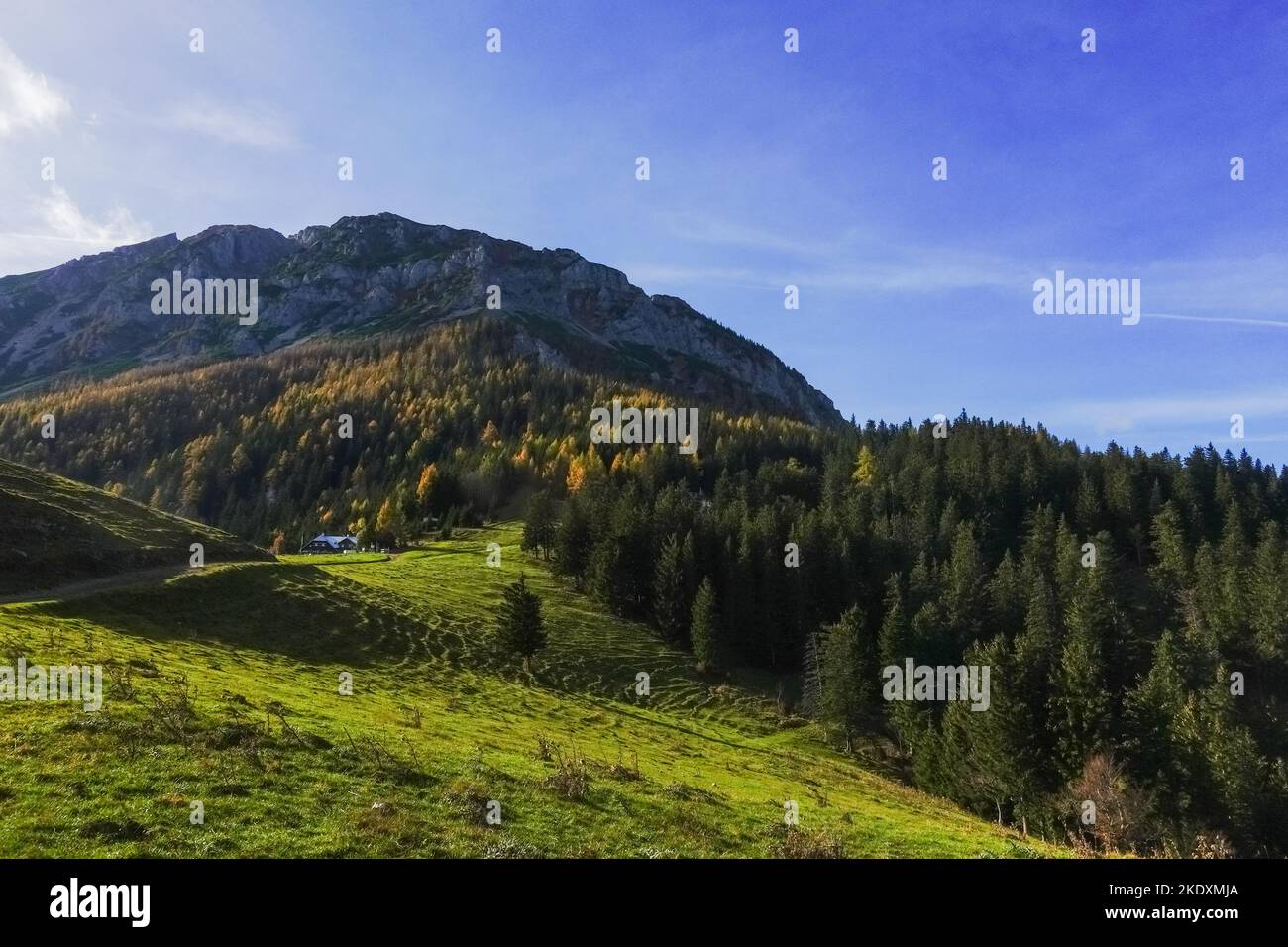 wonderful green meadow with many trees on a high mountain with blue sky Stock Photo