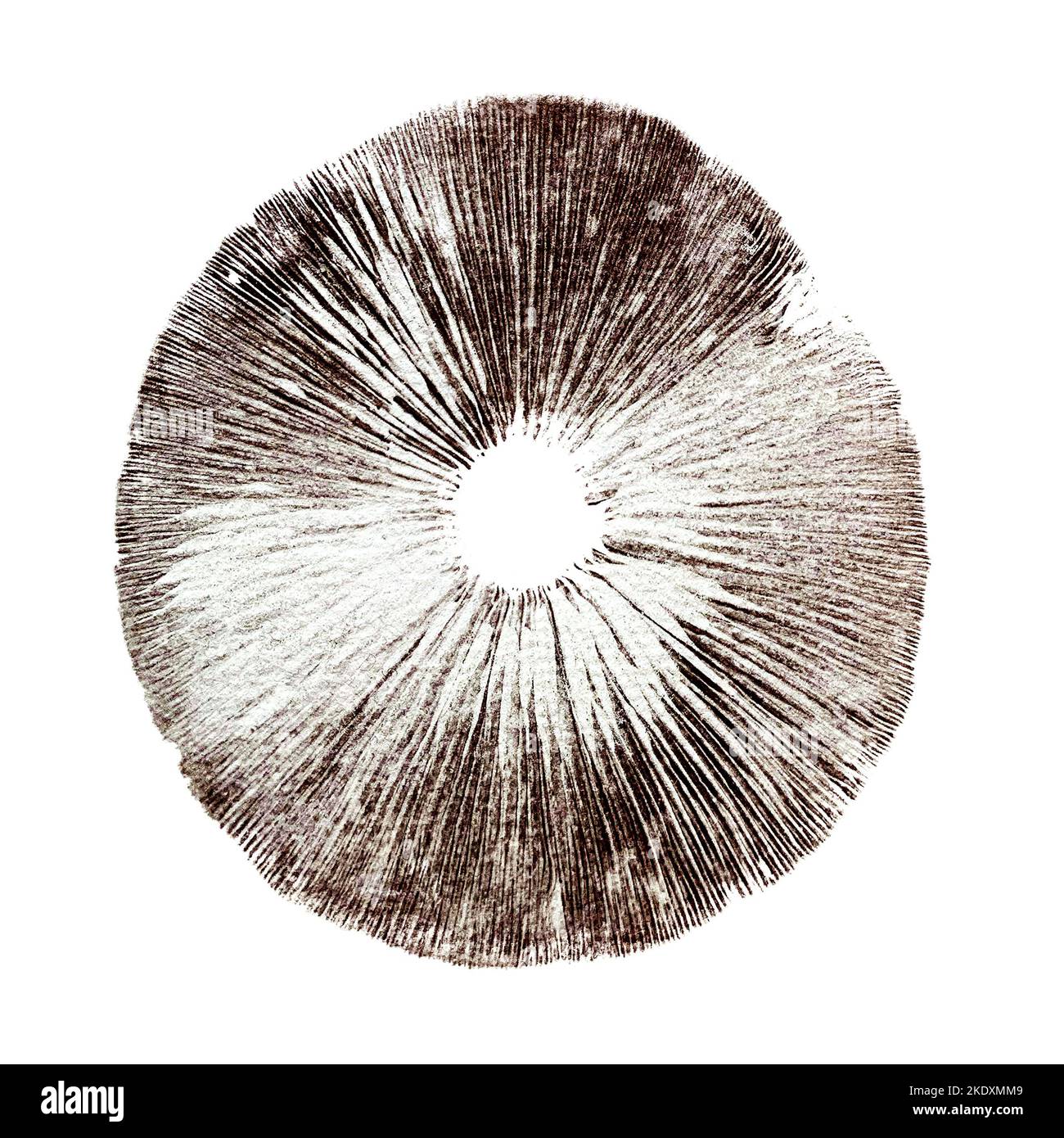 Mushroom spore print isolated on white Stock Photo - Alamy