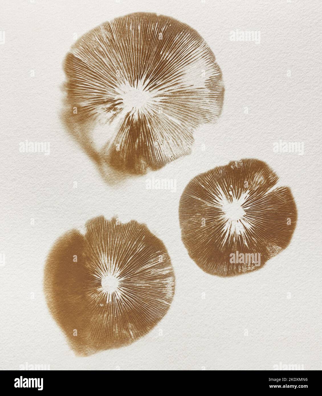 Three mushroom spore prints on textured paper Stock Photo