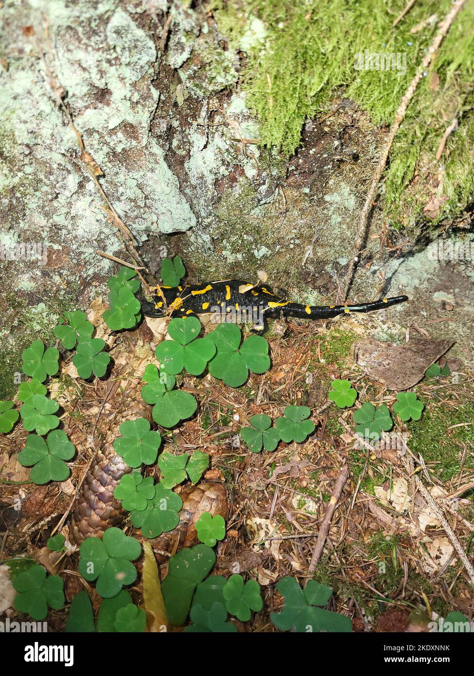 Austria, fire salamander on forest floor Stock Photo