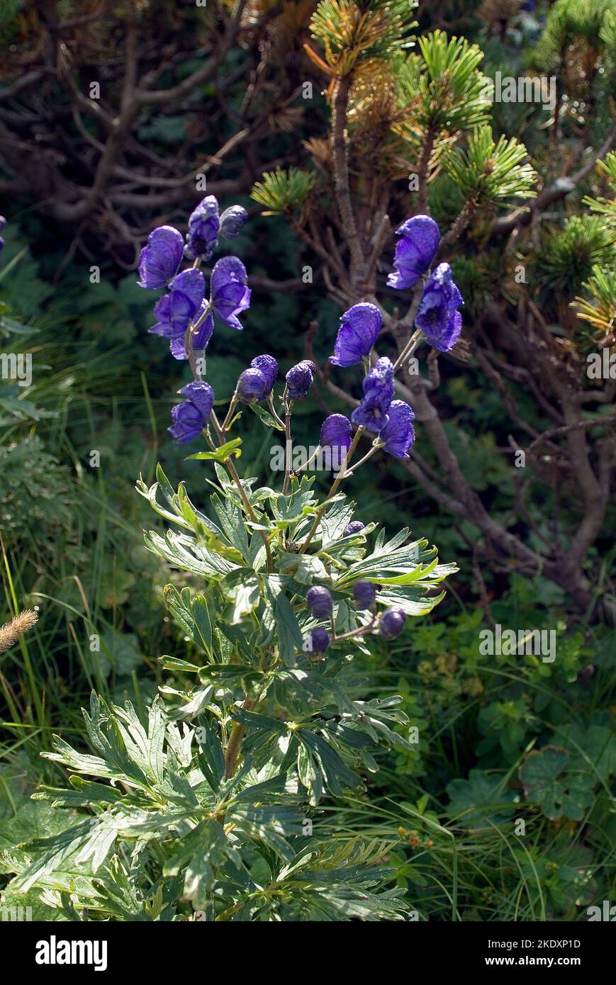 Austria, Monkshood a higly dangerous poisonous plant that is also used ...