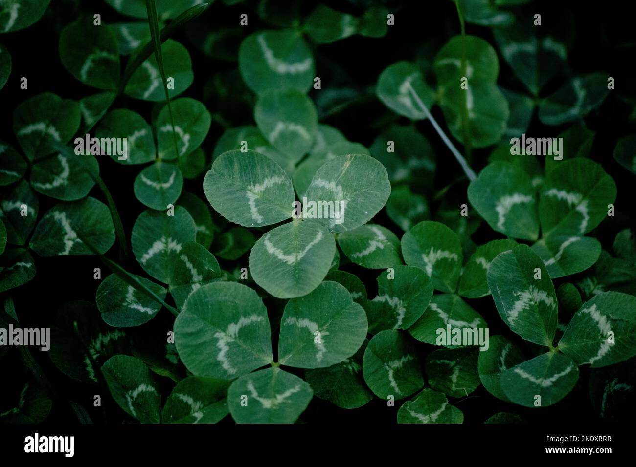 Leaf clover background, wallpaper. typical three leaf clover. Dark photo idea concept. St. Patricks Day holiday symbol. Top view, above. No people. Stock Photo