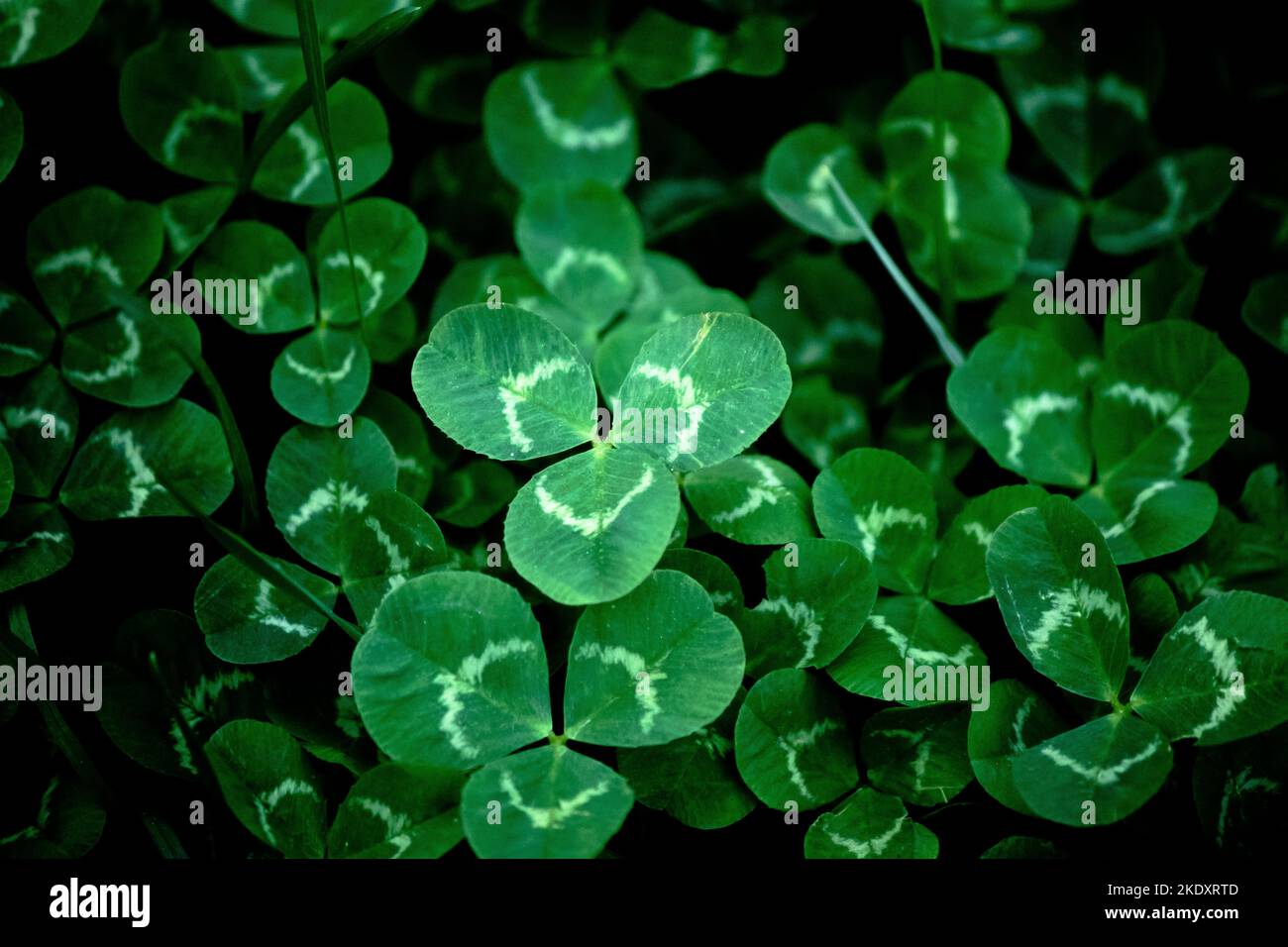 whats typical for st patricks day