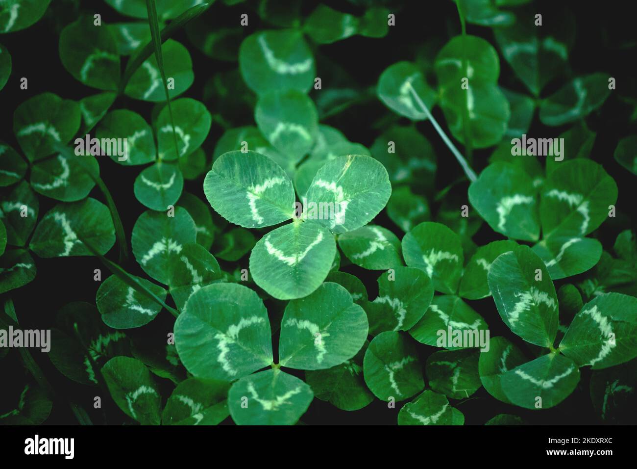 Leaf clover background, wallpaper. typical three leaf clover. Dark photo idea concept. St. Patricks Day holiday symbol. Top view, above. No people. Stock Photo