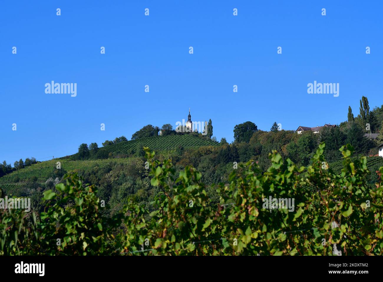 Austria, vine yards and church in Kitzeck im Sausal, the highest wine-growing region in Austria Stock Photo
