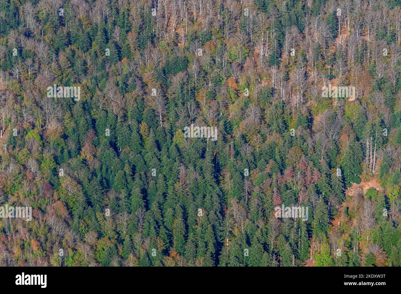 Aerial view of the Casentino forests in autumn from the top of Monte Penna, between Badia Prataglia and the hermitage of Camaldoli, Arezzo, Italy Stock Photo