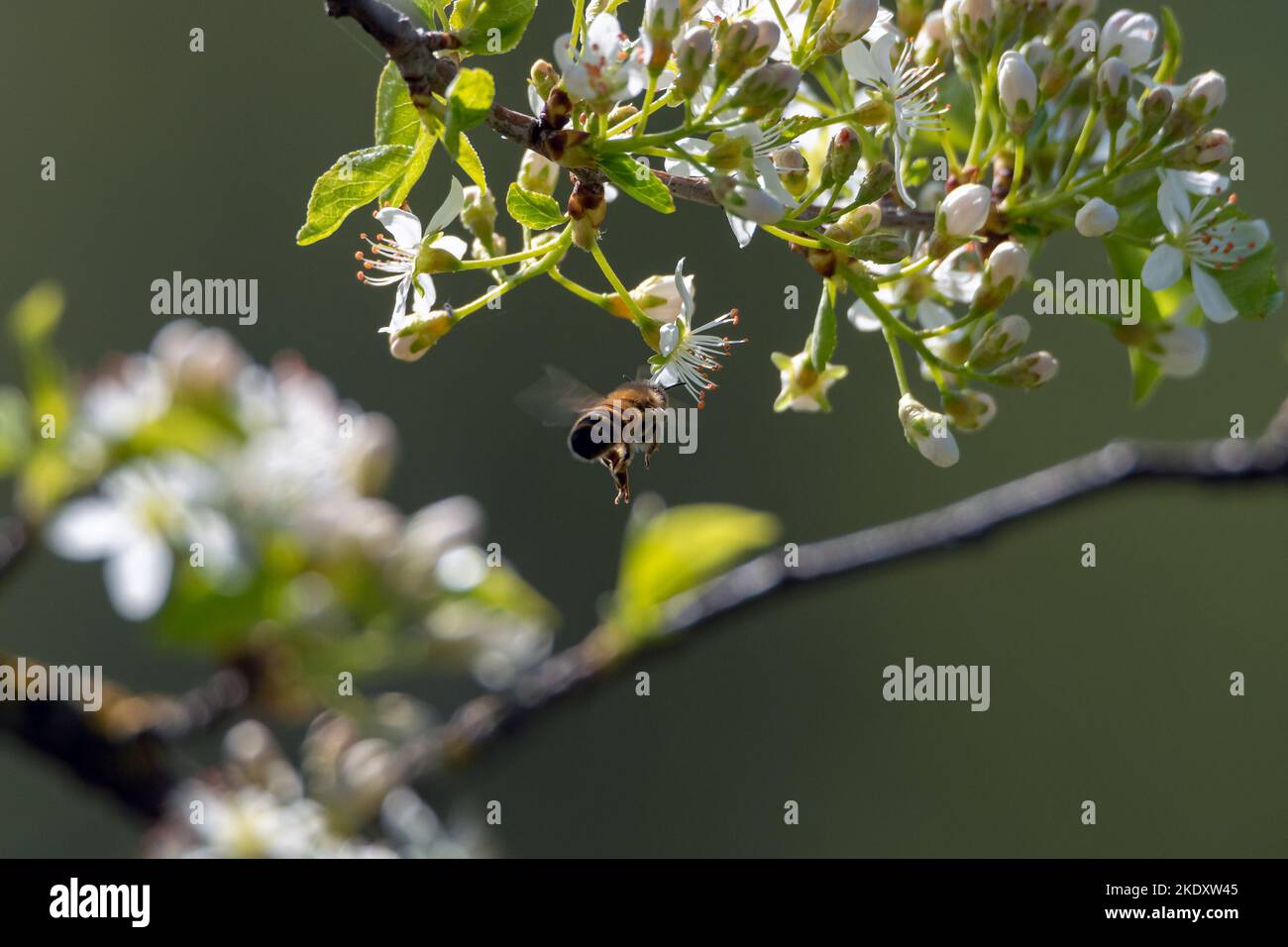 Mahaleb cherry flowers and honey bee. Stock Photo