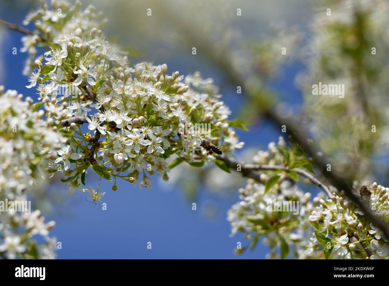 Mahaleb cherry flowers and honey bee. Stock Photo
