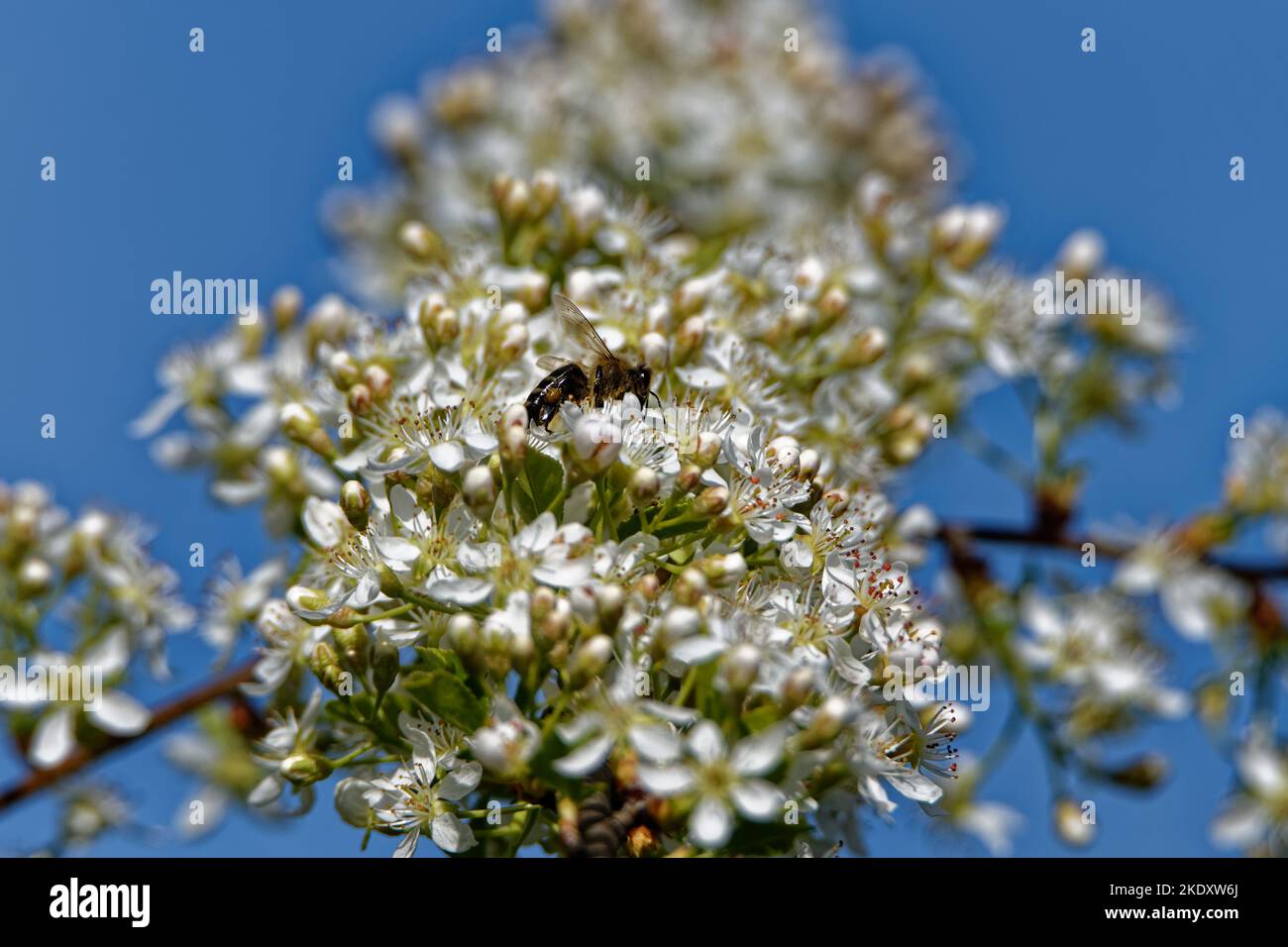 Mahaleb cherry flowers and honey bee. Stock Photo