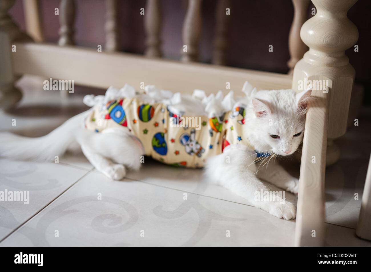 Postoperative bandage on white cat. Pet after a cavitary operation castration or sterilization