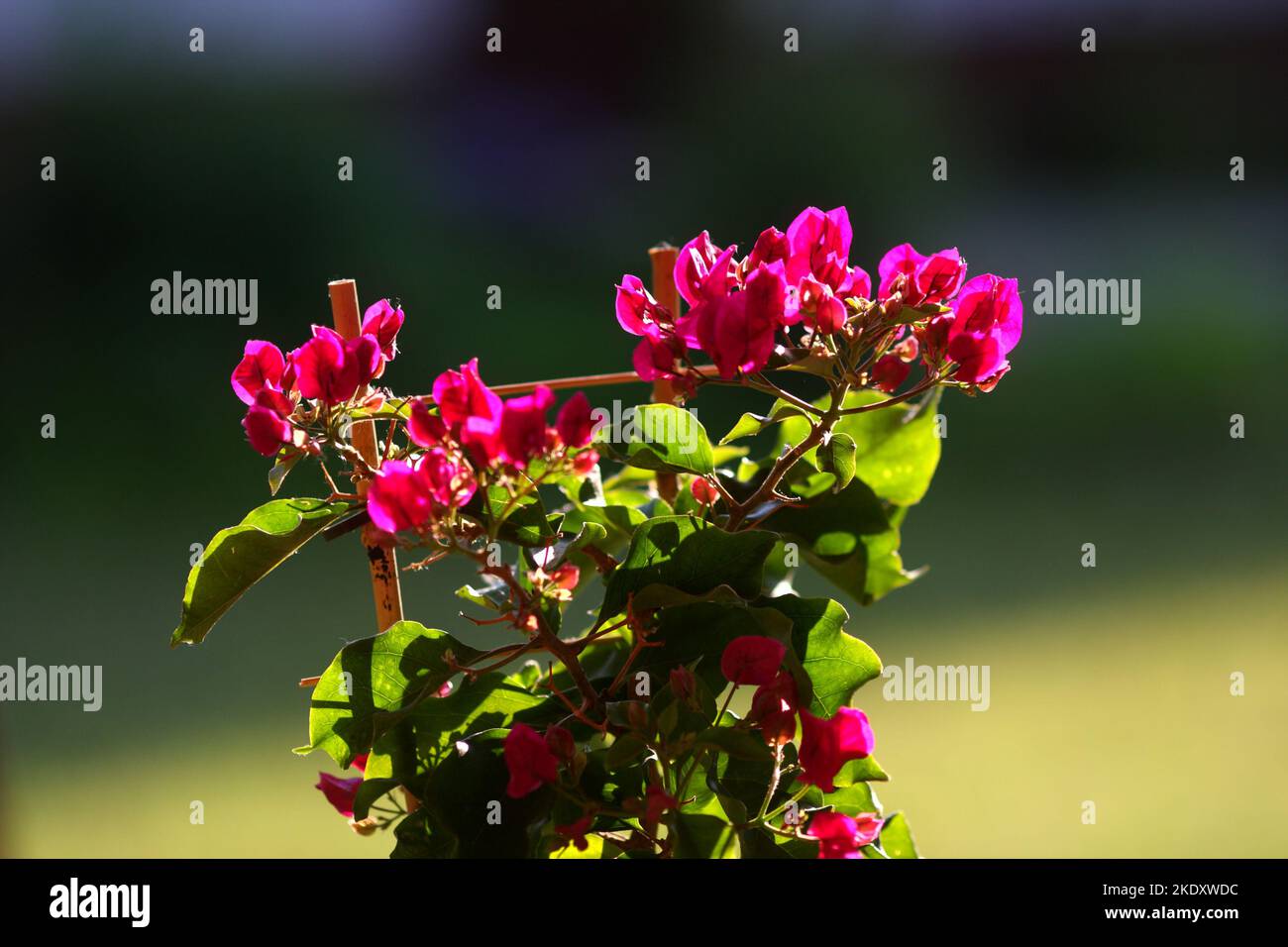 Pink bougainvillea growing in a pot in a garden, Szigethalom, Hungary Stock Photo