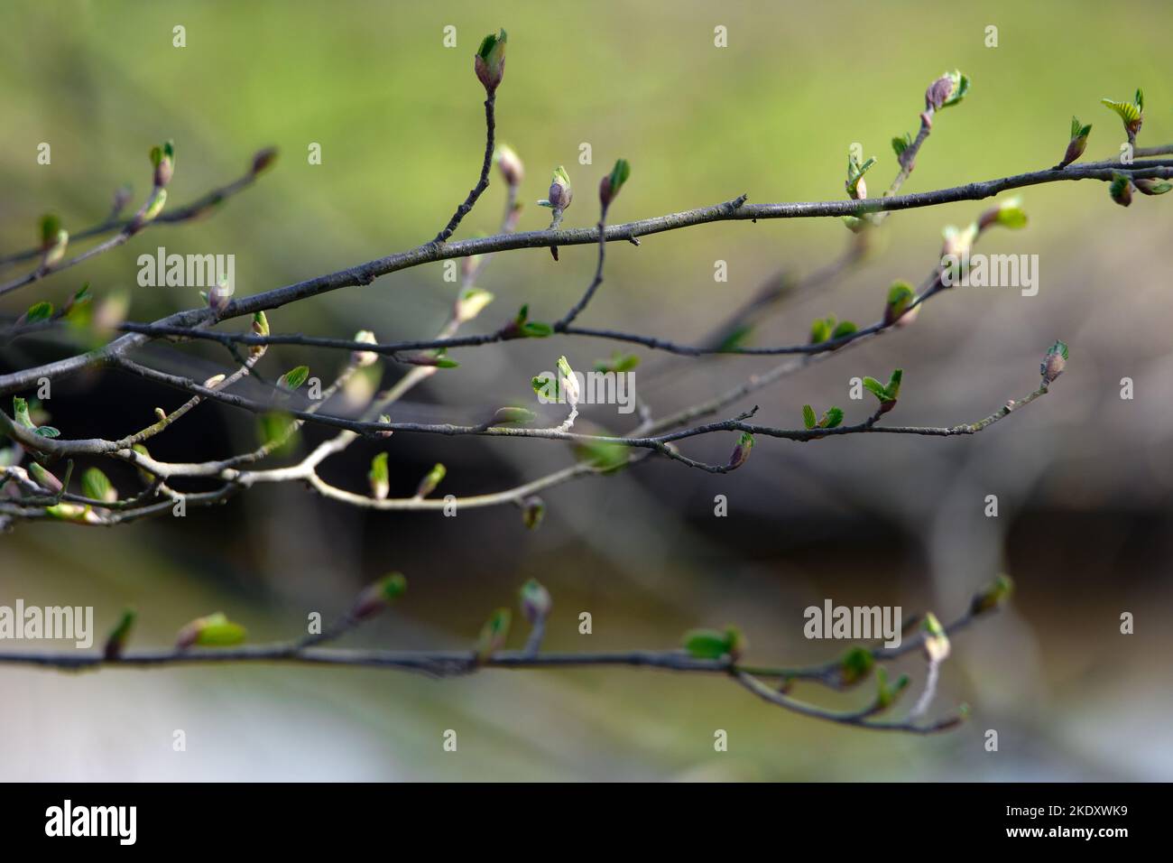 New leaves in spring time Stock Photo - Alamy