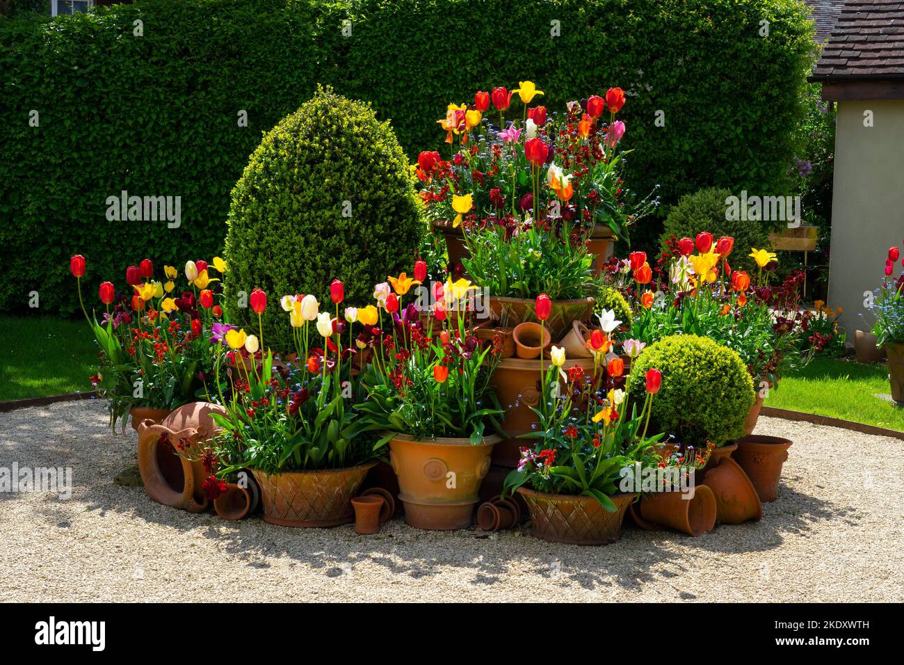 Pots with Tulip spring display at Whichford Pottery , Whichford,Cotswolds,England Stock Photo