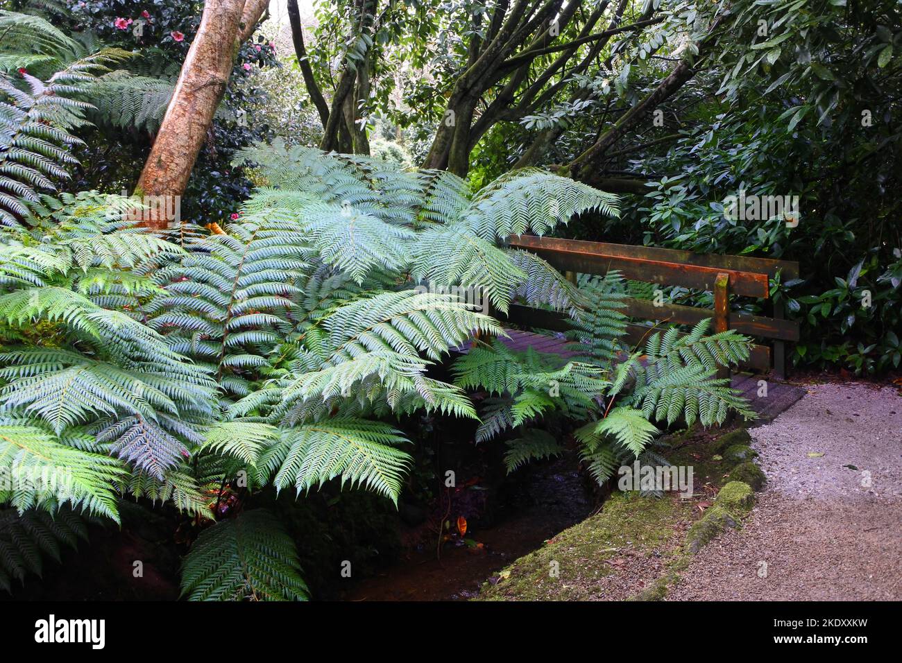 Large tree ferns in a Cornish garden - John Gollop Stock Photo