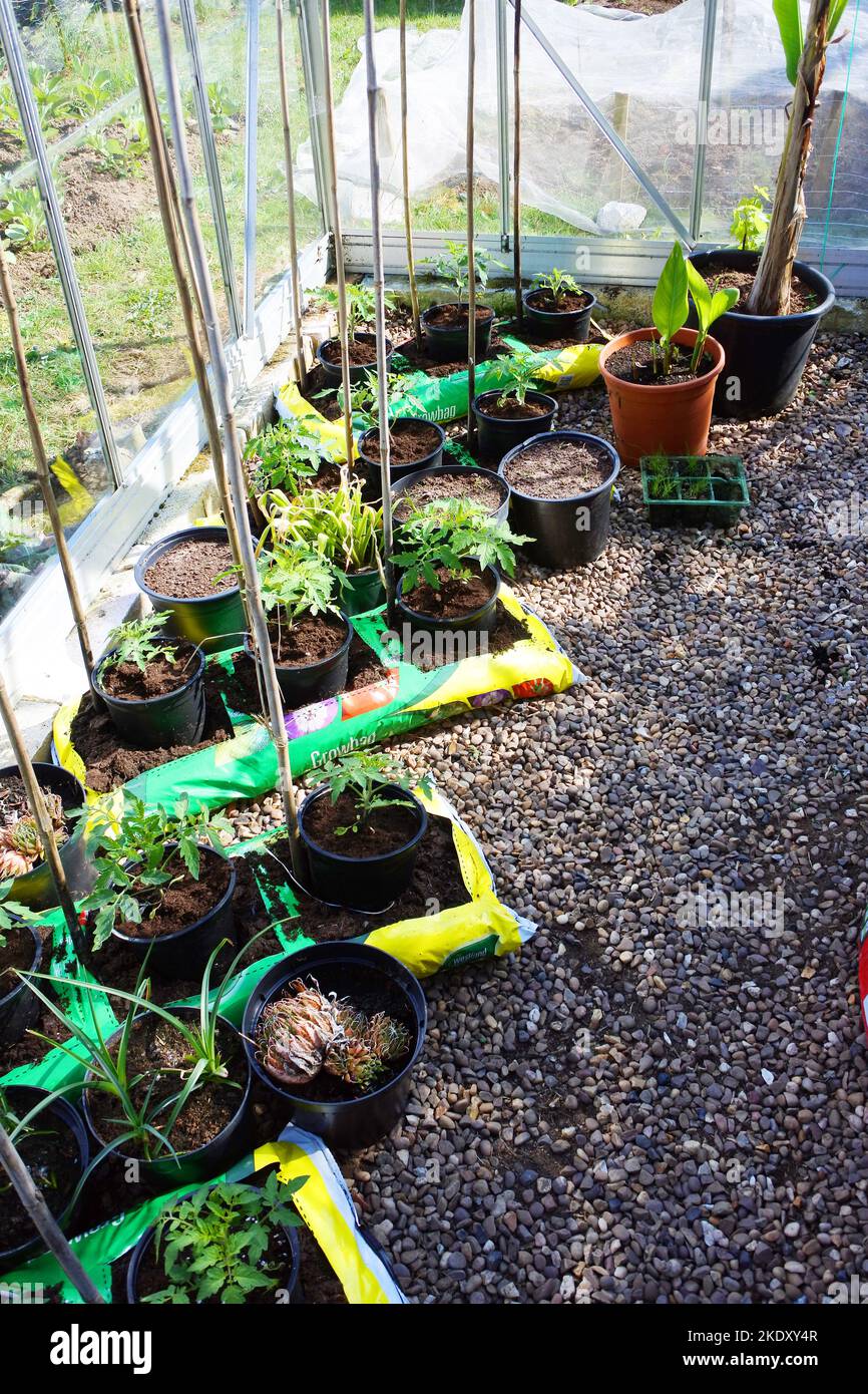 Freshly planted grow bags contains tomato and cucumber plants John
