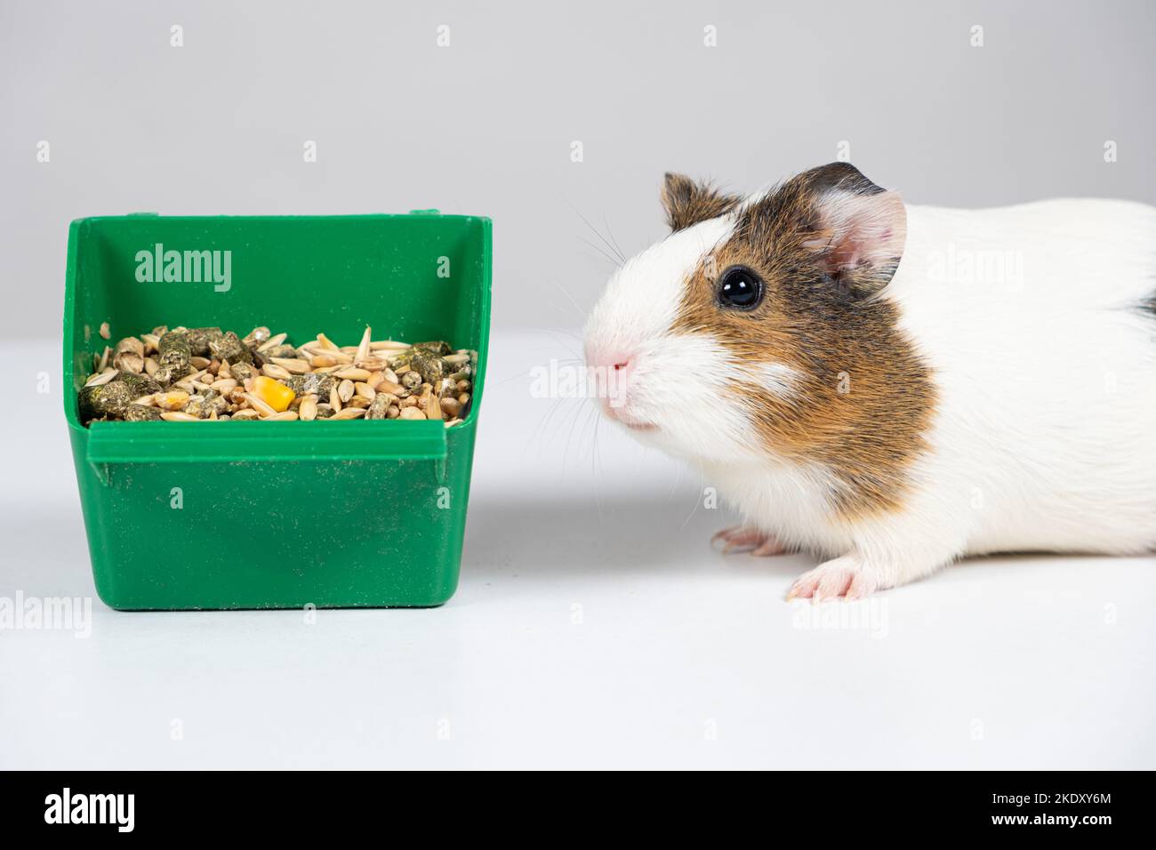 Image showcasing A small guinea pig and a feeder with food on a white background. Food ...