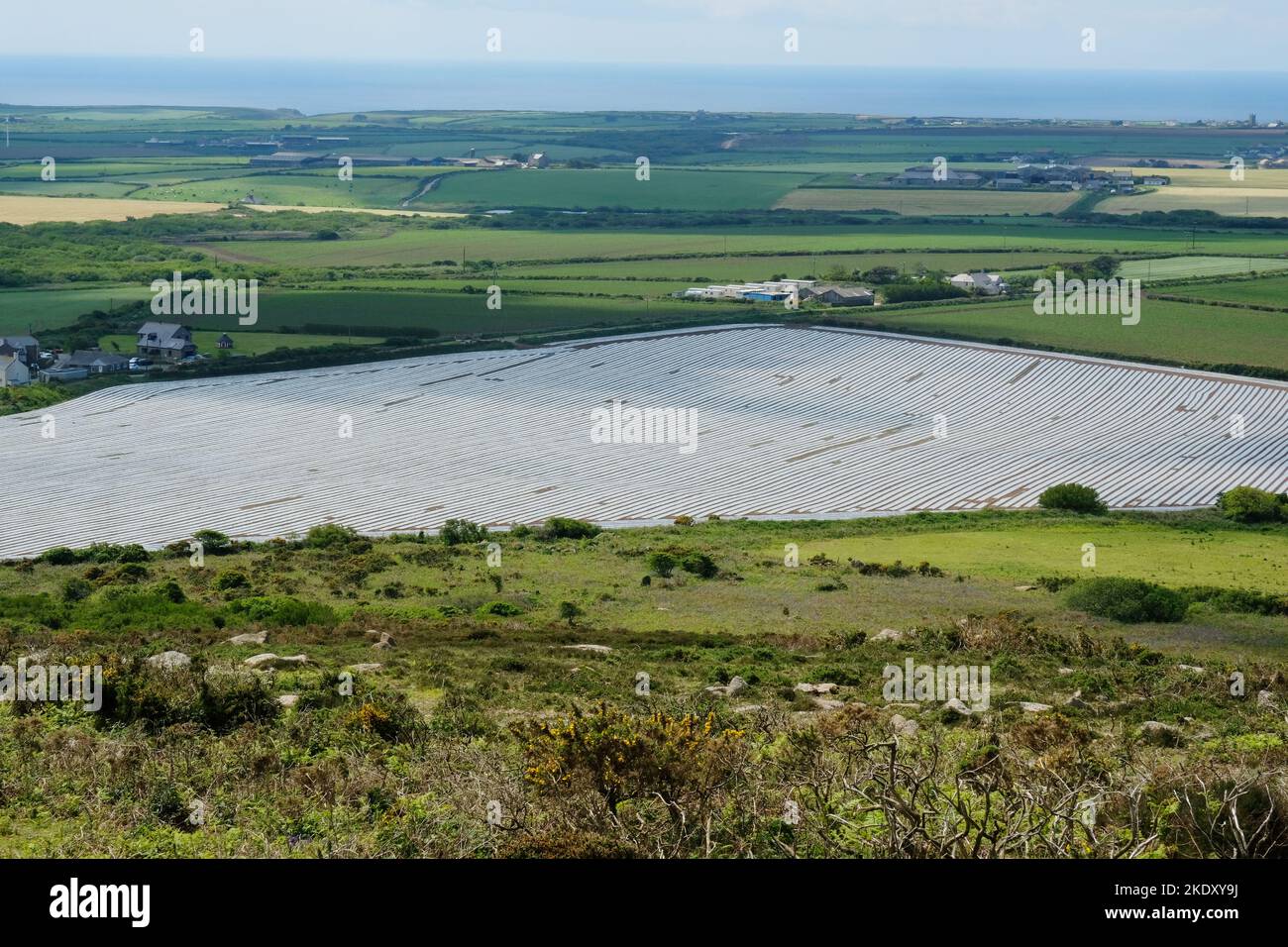 Field covered with a plastic membrane to protect potato plants from