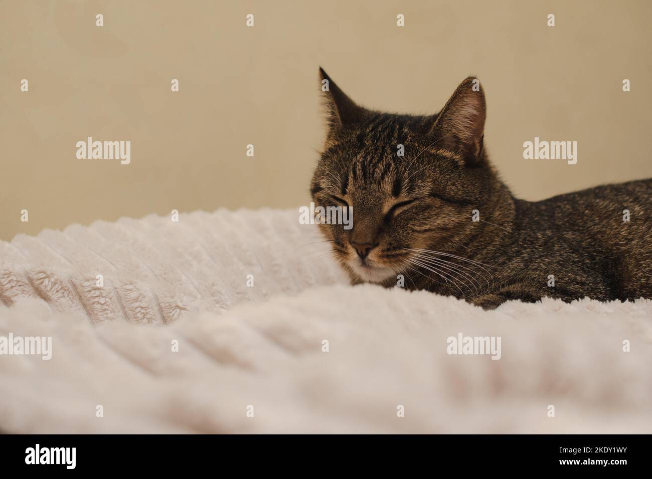 Portrait of a sleeping cat on the bed Stock Photo - Alamy