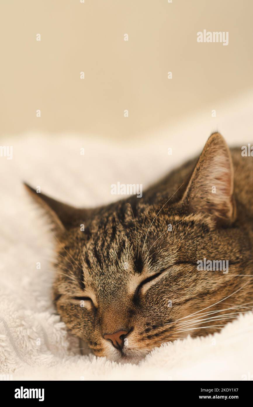 Portrait of a sleeping cat on the bed. Vertical photo Stock Photo - Alamy