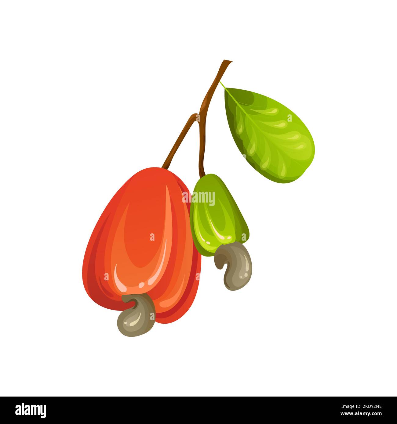 Red cashew nut. Unripe and ripe exotic yellow fruit with green leaves