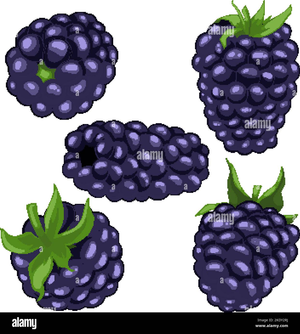 blackberry berry fruit set cartoon vector illustration Stock Vector