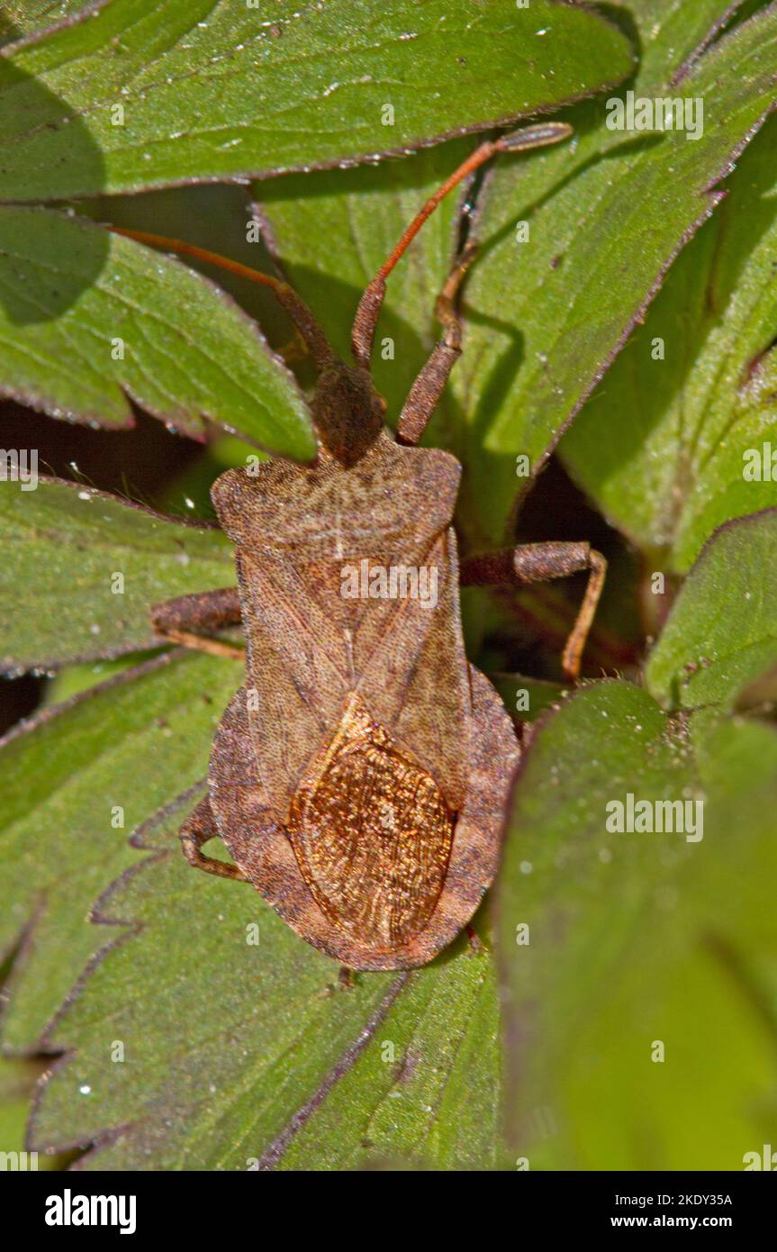 Closeup of a Dock bug, a brown insect, sitting on a leaf. Stock Photo