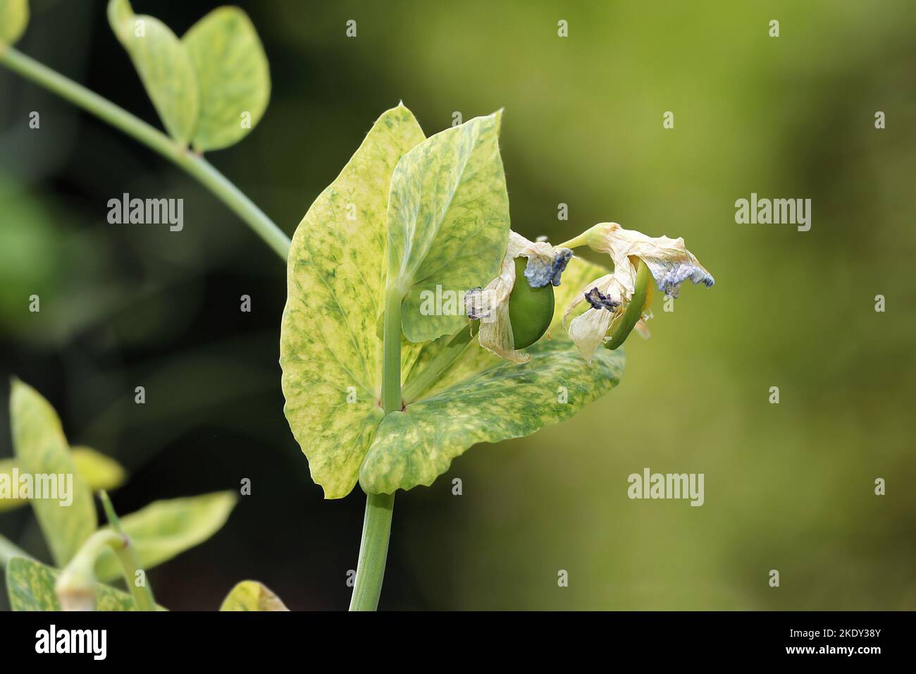 A viral disease of pea. The infected plant has mosaic and chlorotic yellow spots on the leaves. Symptoms of pea enation mosaic or yellow bean mosaic. Stock Photo