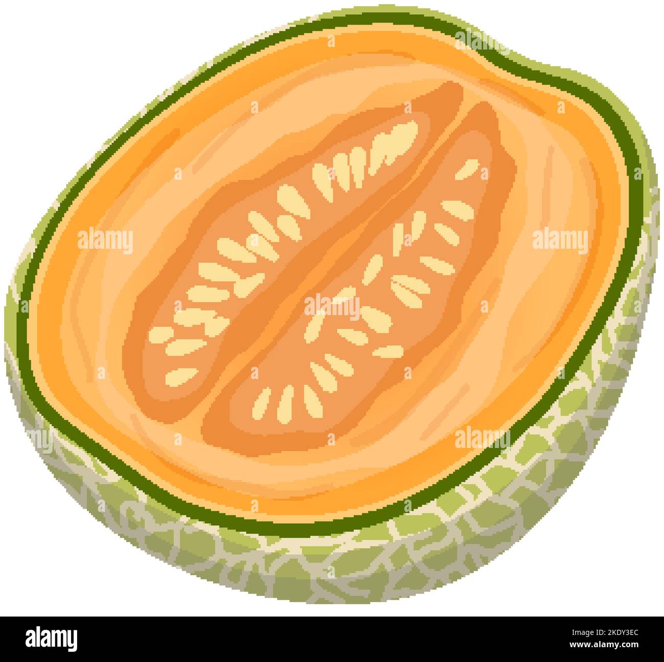 melon cantaloupe cut cartoon vector illustration Stock Vector Image