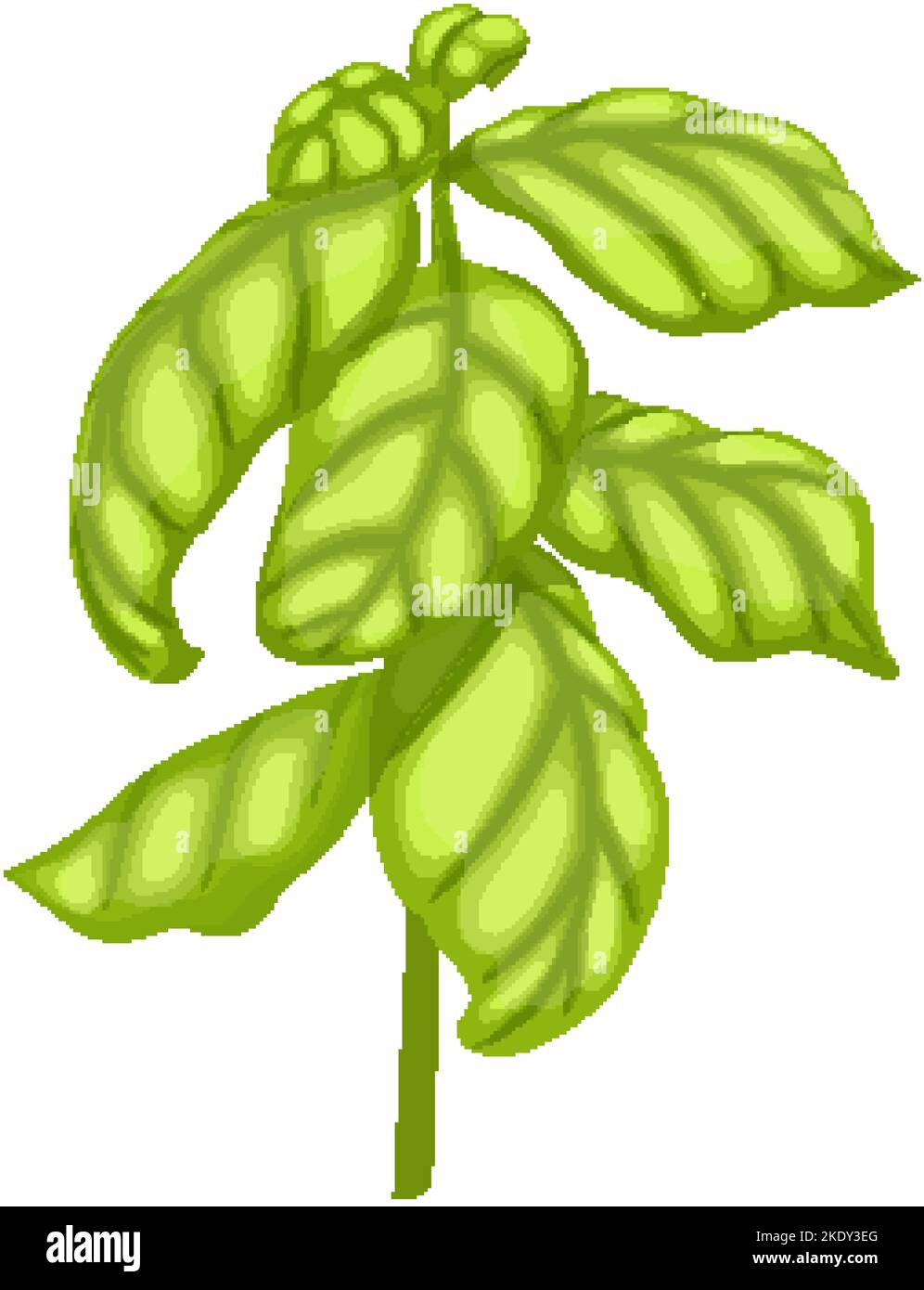 basil pesto plant cartoon vector illustration Stock Vector Image & Art ...