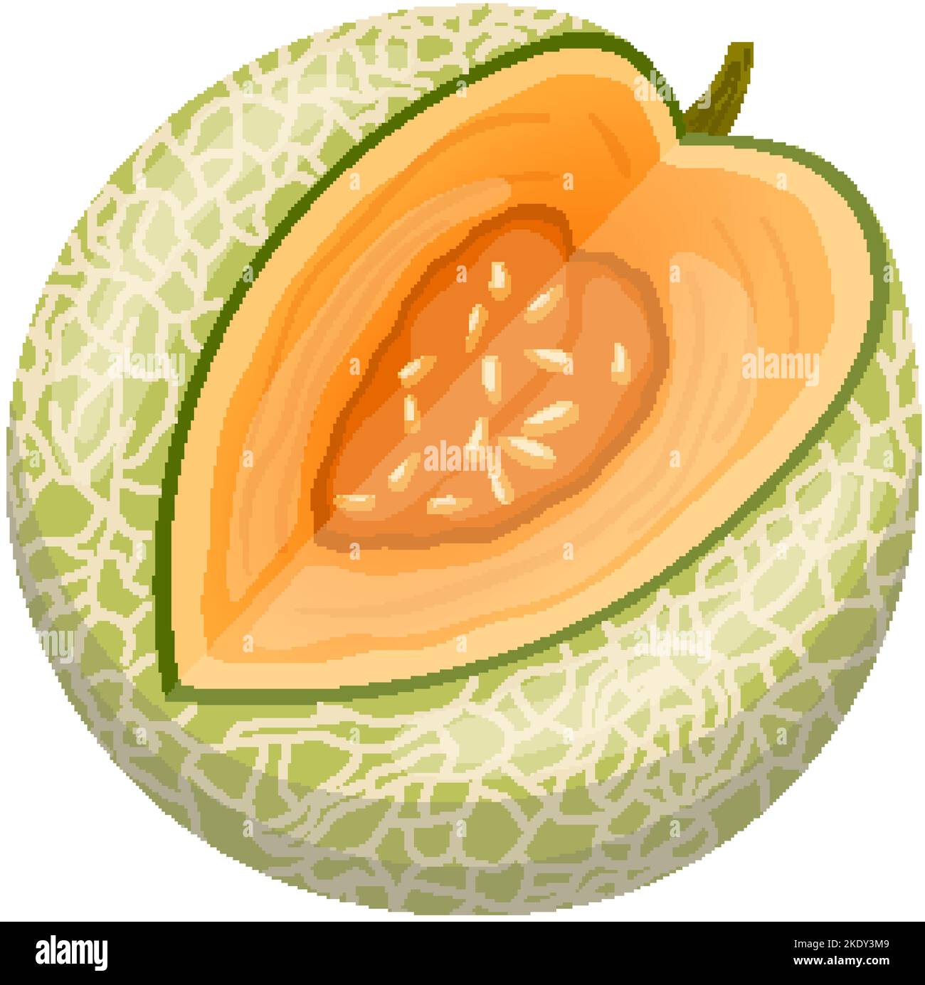 melon cantaloupe cartoon vector illustration Stock Vector