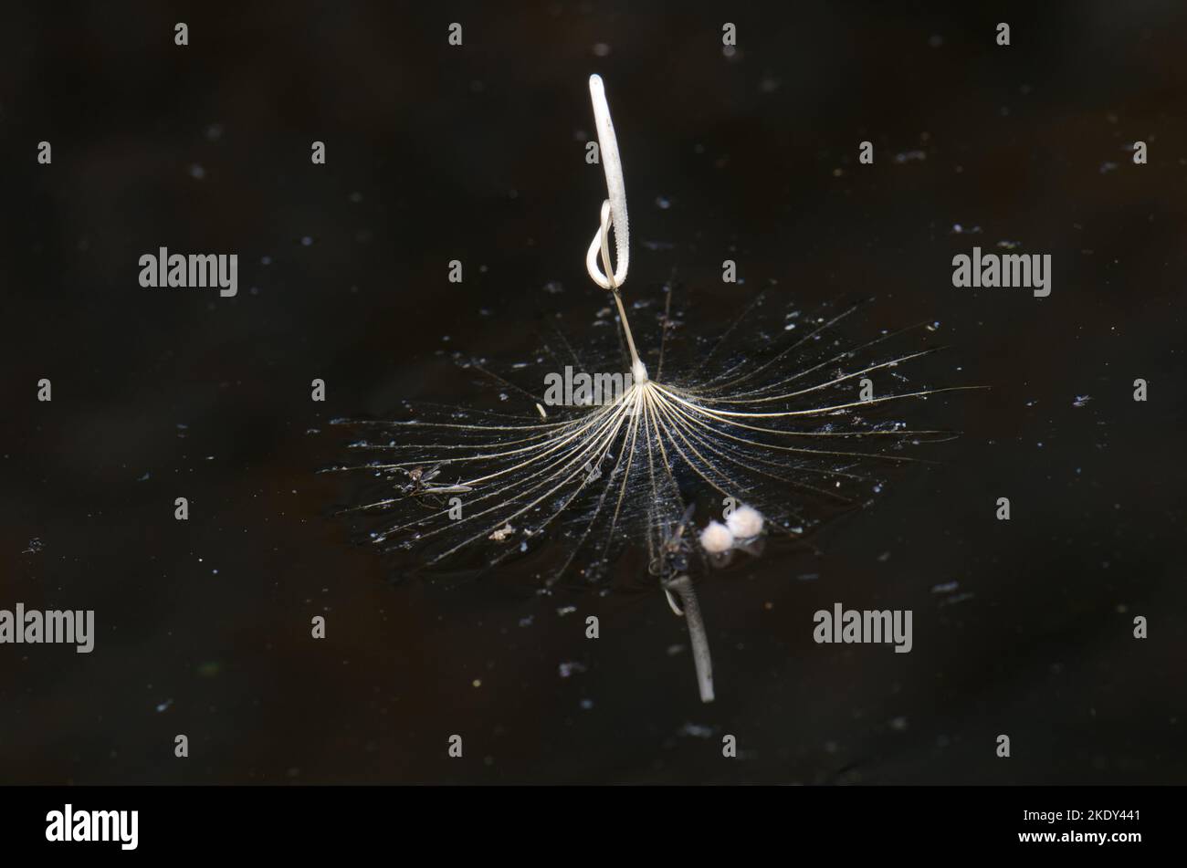 Seed of a purple salsify Tragopogon porrifolius floating in a puddle of water. Natural Reserve