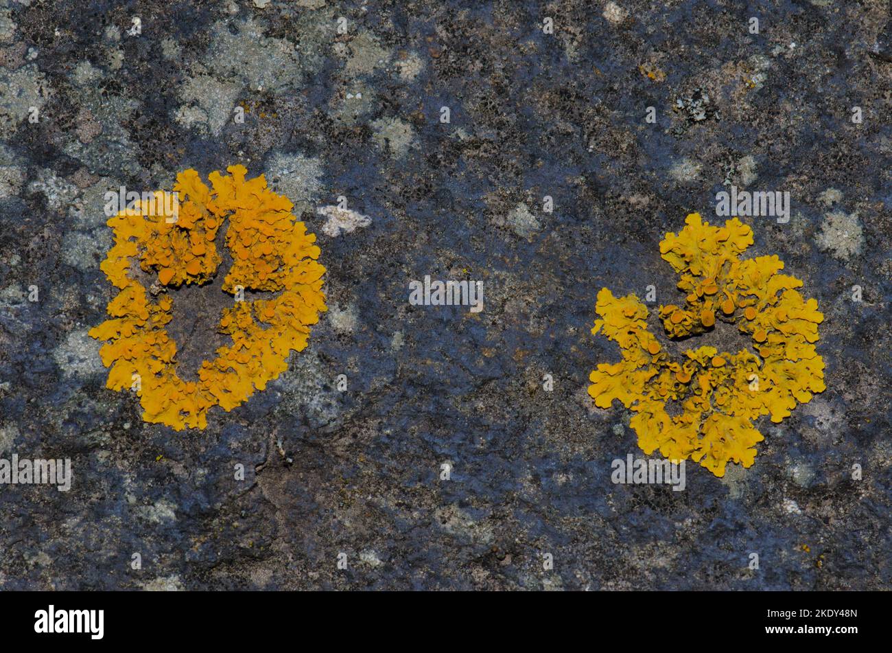 Lichens Xanthoria parietina. Integral Natural Reserve of Inagua. Gran Canaria. Canary Islands. Spain. Stock Photo