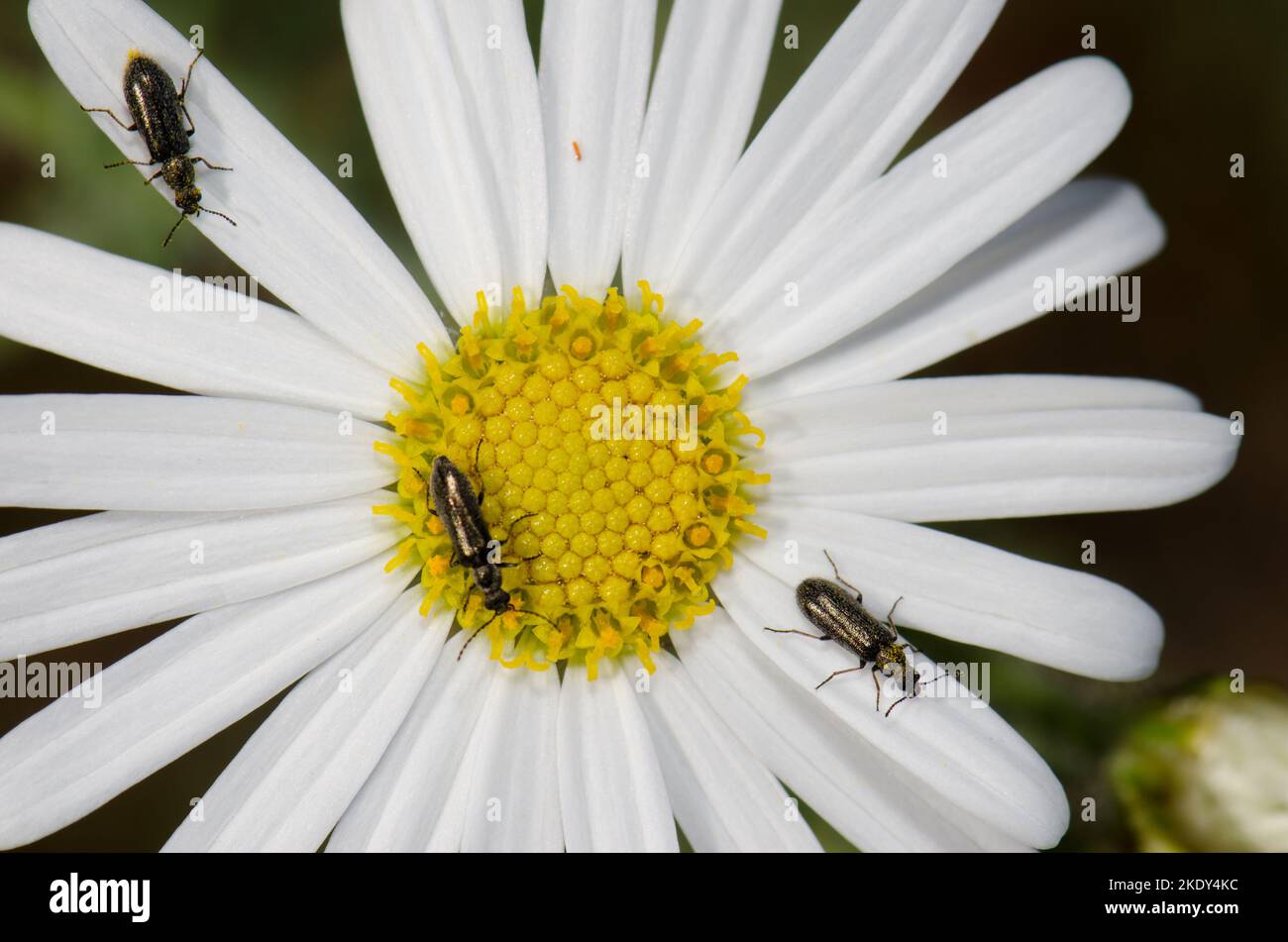 Beetles on a flower of Argyranthemum adauctum canariense. Integral Natural Reserve of Inagua. Gran Canaria. Canary Islands. Spain. Stock Photo