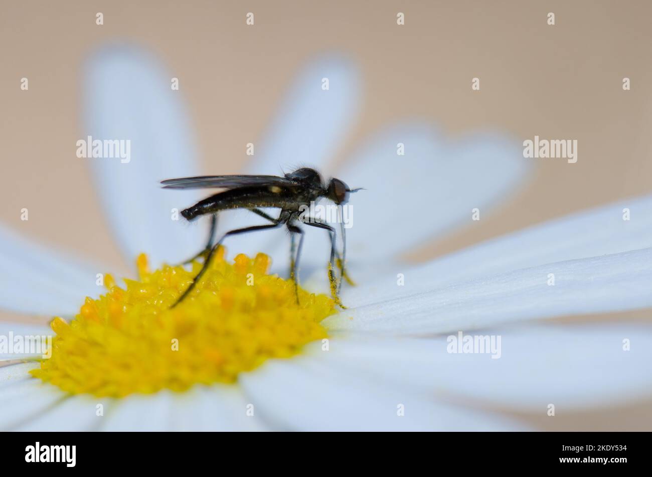 Fly on a flower of Argyranthemum adauctum canariense. Integral Natural Reserve of Inagua. Gran Canaria. Canary Islands. Spain. Stock Photo