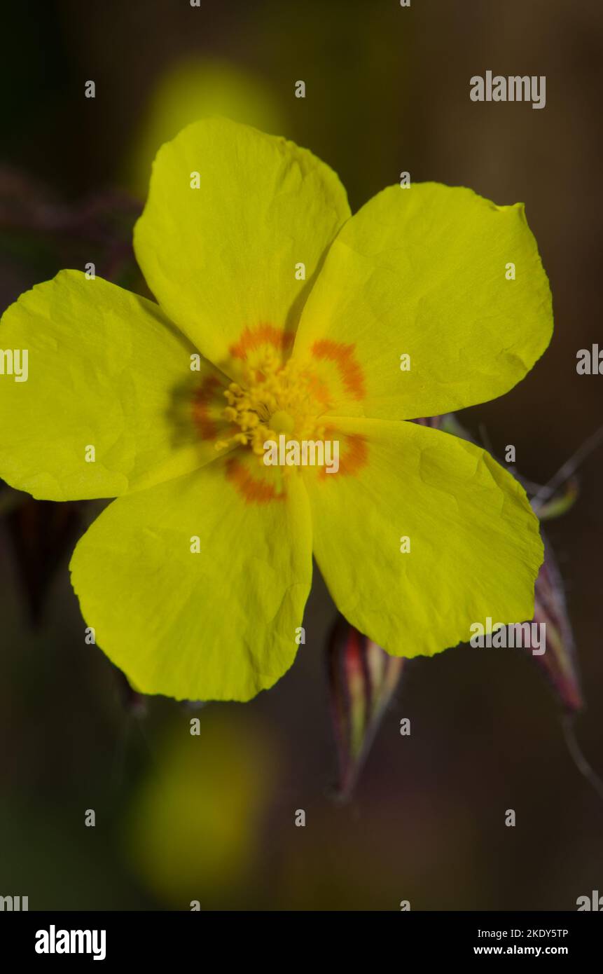 Flower of rock rose Helianthemum bystropogophyllum. Integral Natural Reserve of Inagua. Gran Canaria. Canary Islands. Spain. Stock Photo
