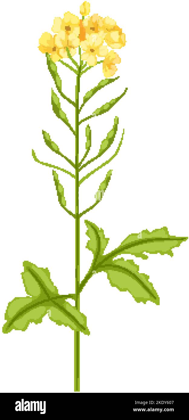 mustard plant cartoon vector illustration Stock Vector Image & Art Alamy