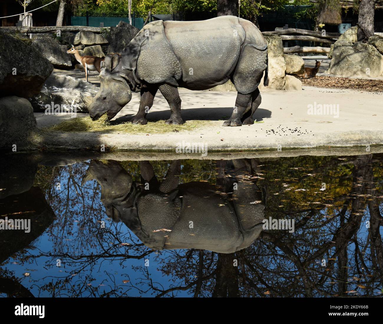 A rhinoceros by the water Stock Photo