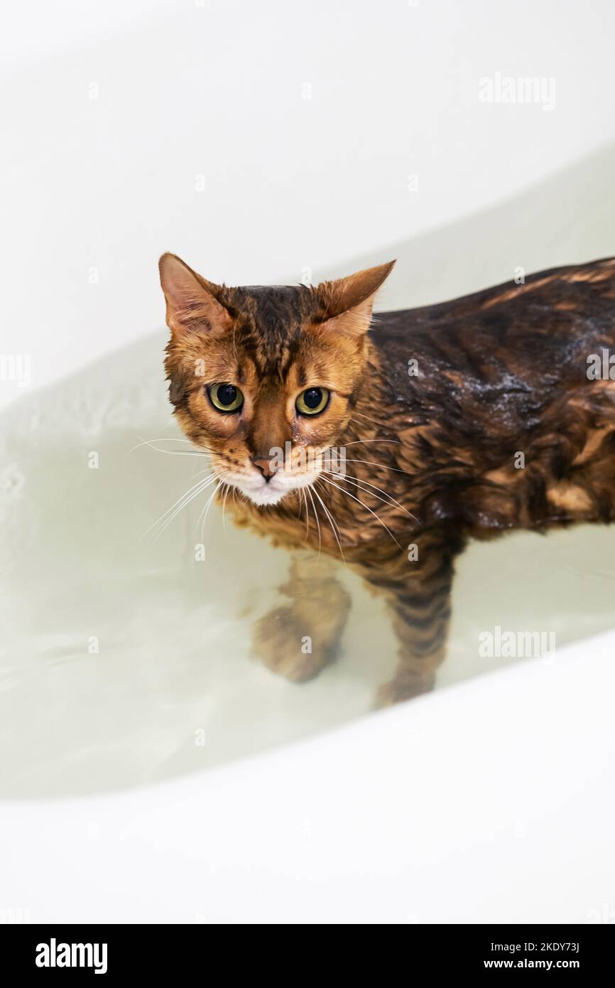 Funny wet cat washing at bath. Cute bengal cat taking shower Stock