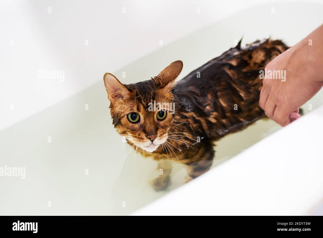 Funny wet cat washing at bath. Cute bengal cat taking shower Stock