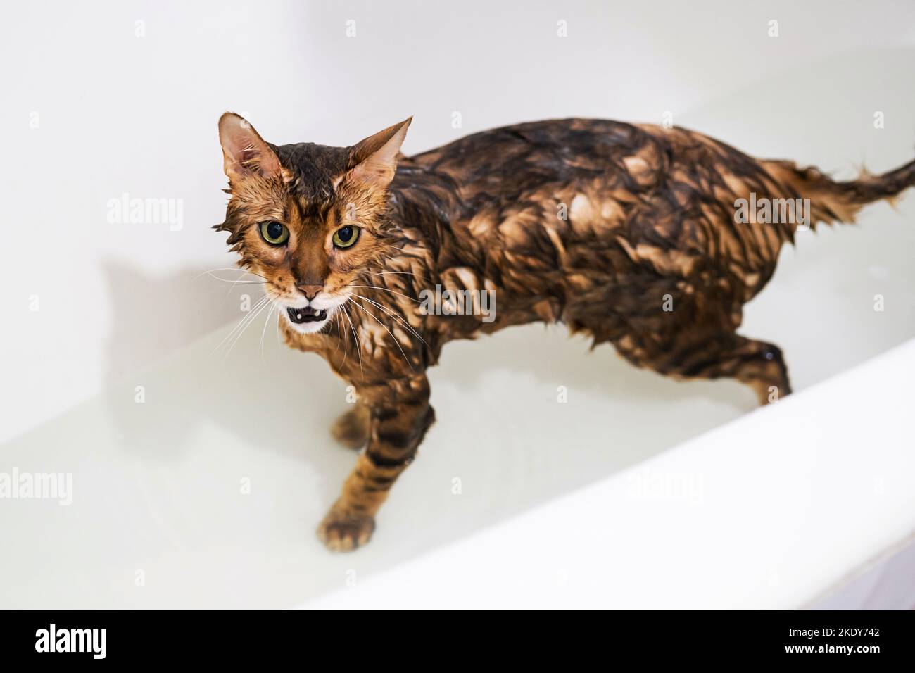 Funny wet cat washing at bath. Cute bengal cat taking shower Stock