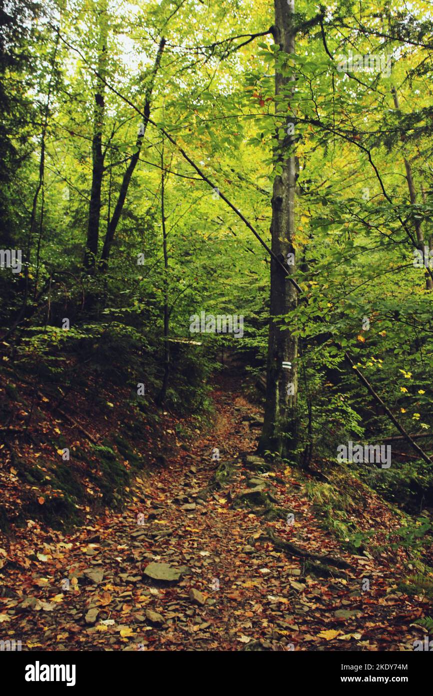 The beautiful autumn nature in a forest Stock Photo - Alamy