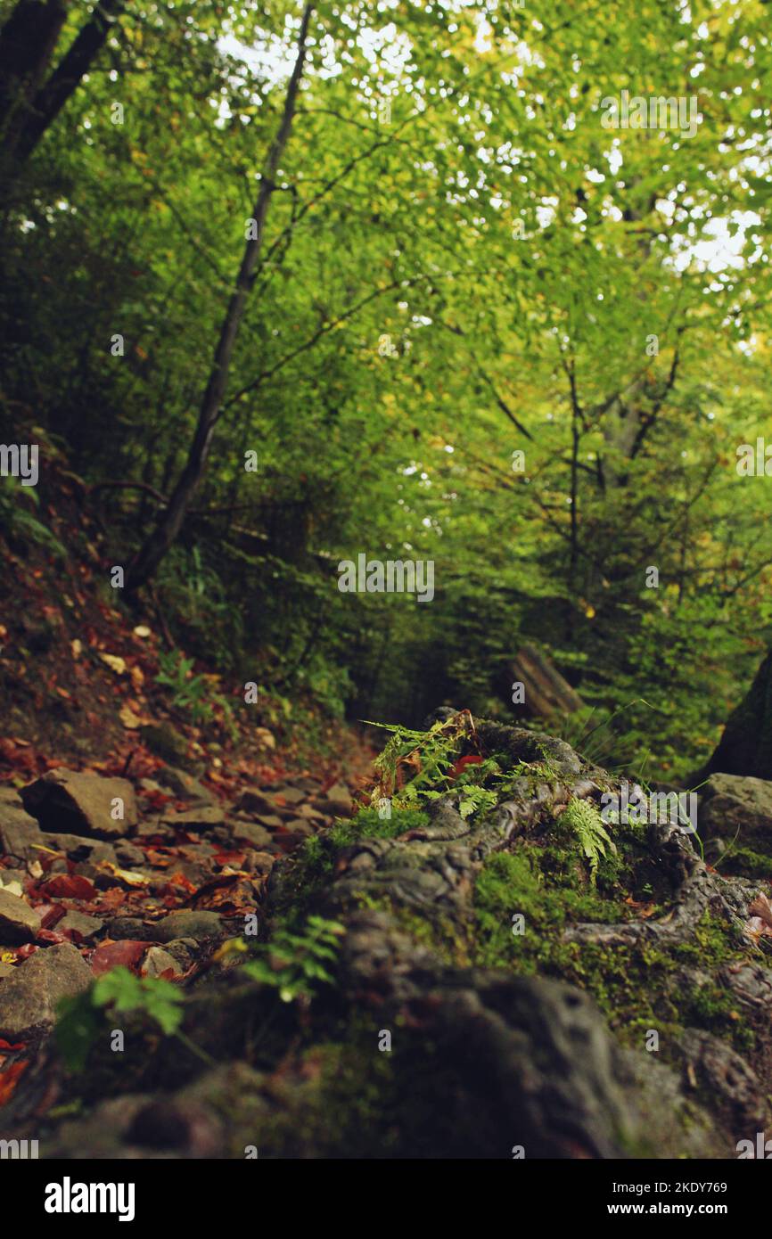 The beautiful autumn nature in a forest Stock Photo - Alamy