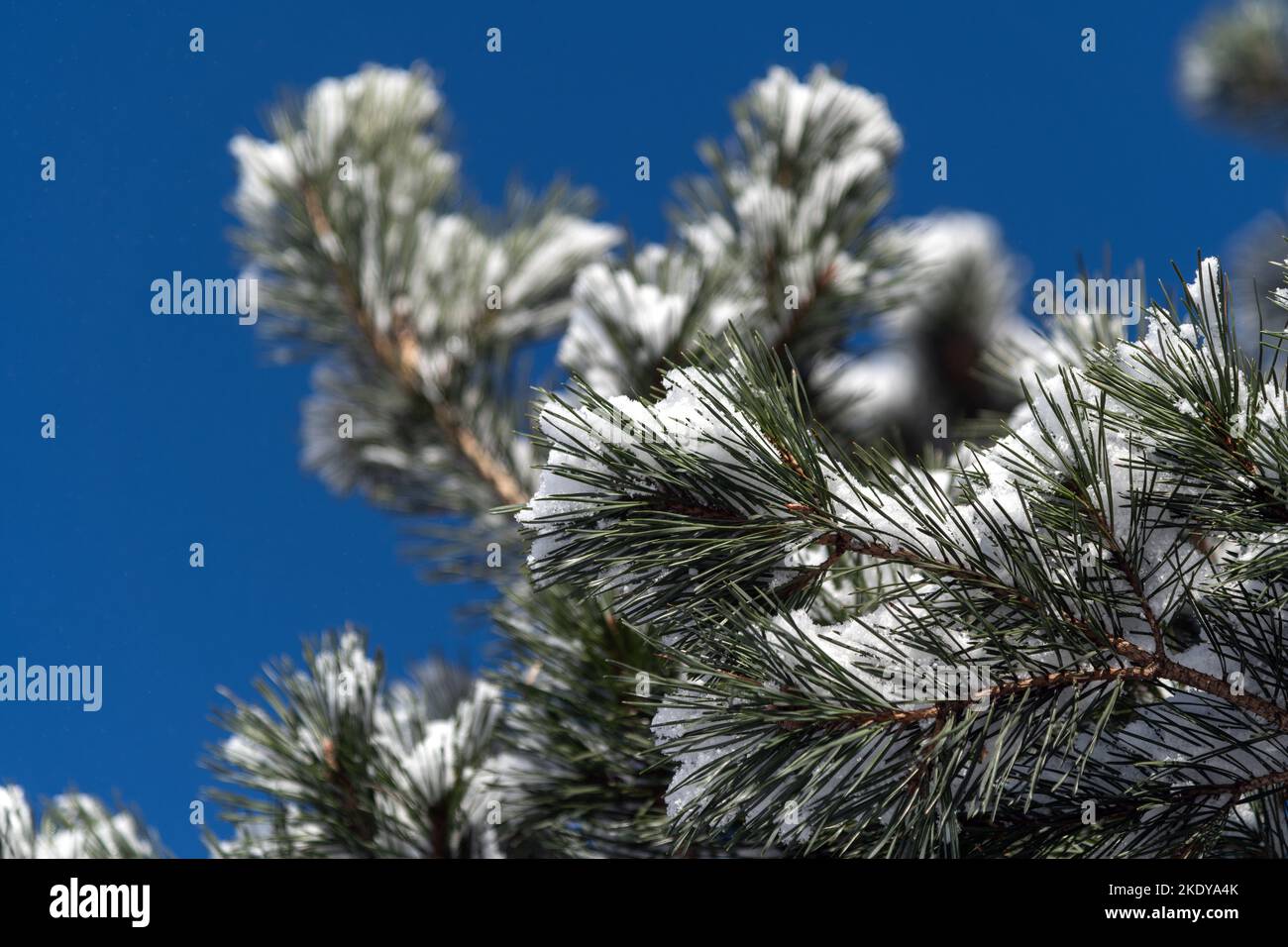 Fresh snow on pine branch Stock Photo - Alamy