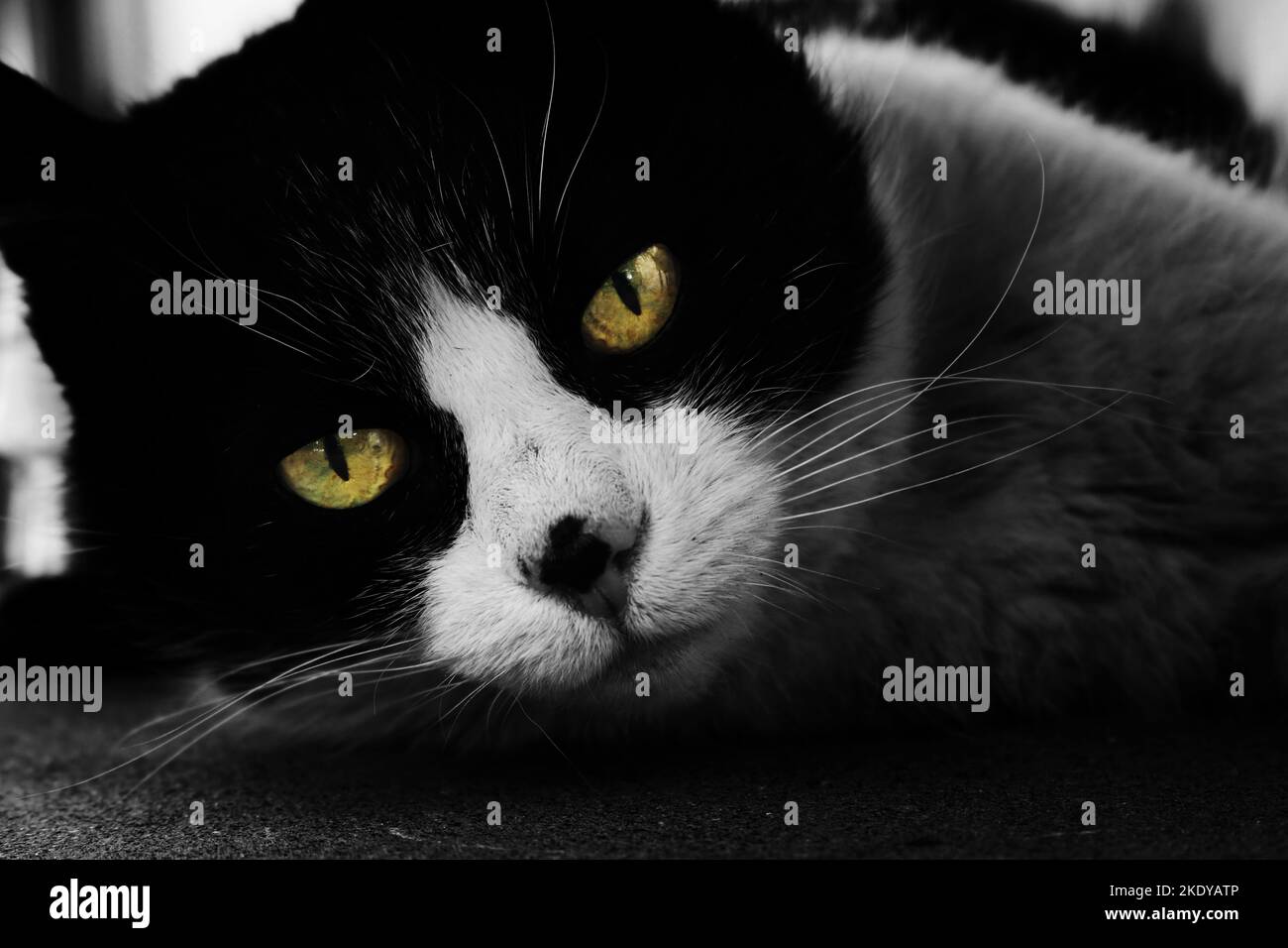 A black and white closeup of a cat's head looking in the camera Stock ...