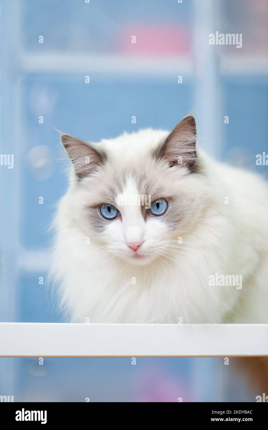 Grumpy white cat with blue eyes and longhaired well groomed soft fur. Purebred blue bicolor ragdoll female on the shelf with blue background. Stock Photo