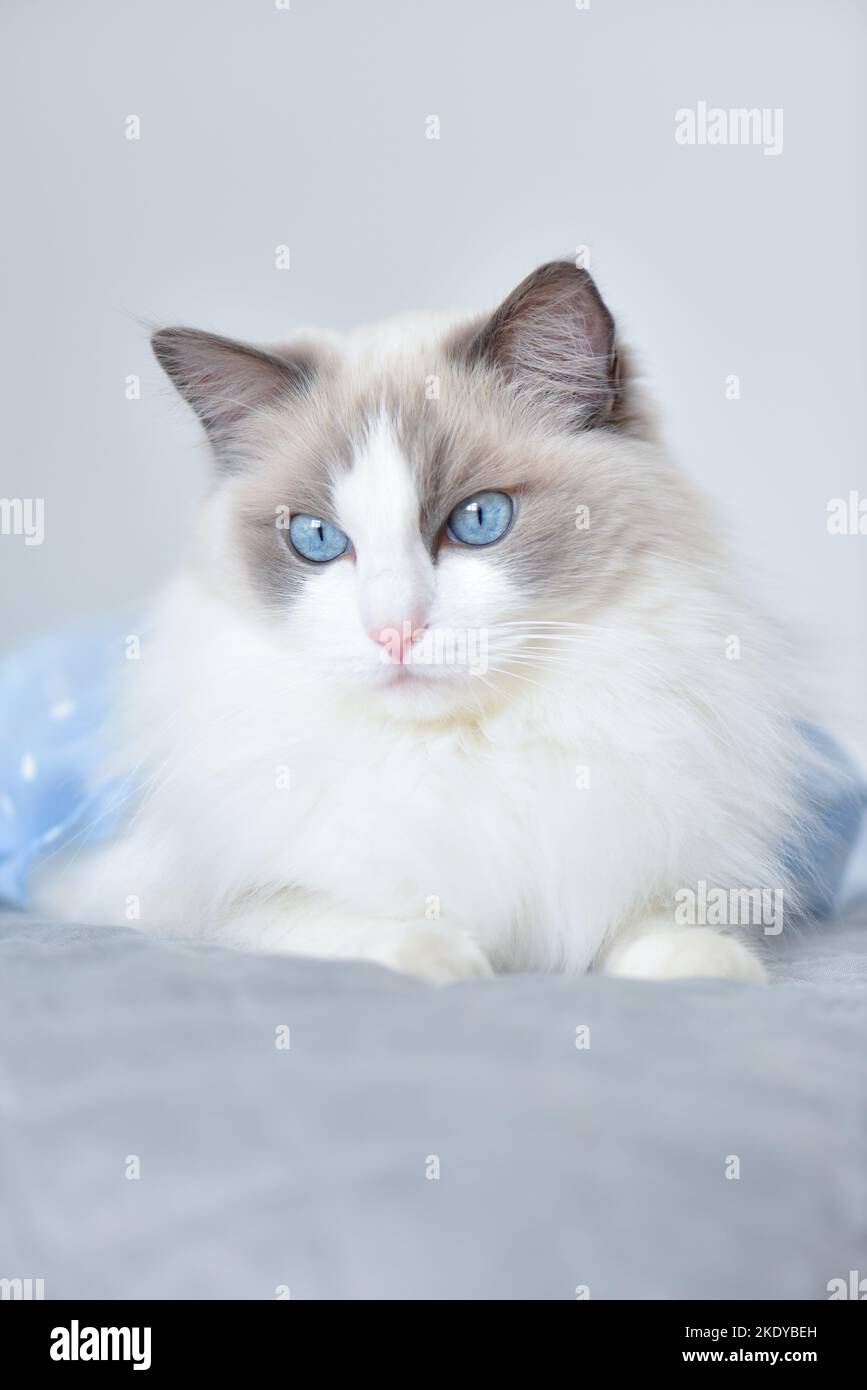 Purebred ragdoll hi-res stock photography and images - Alamy Purebred ragdoll hi-res stock photography and images - Alamy