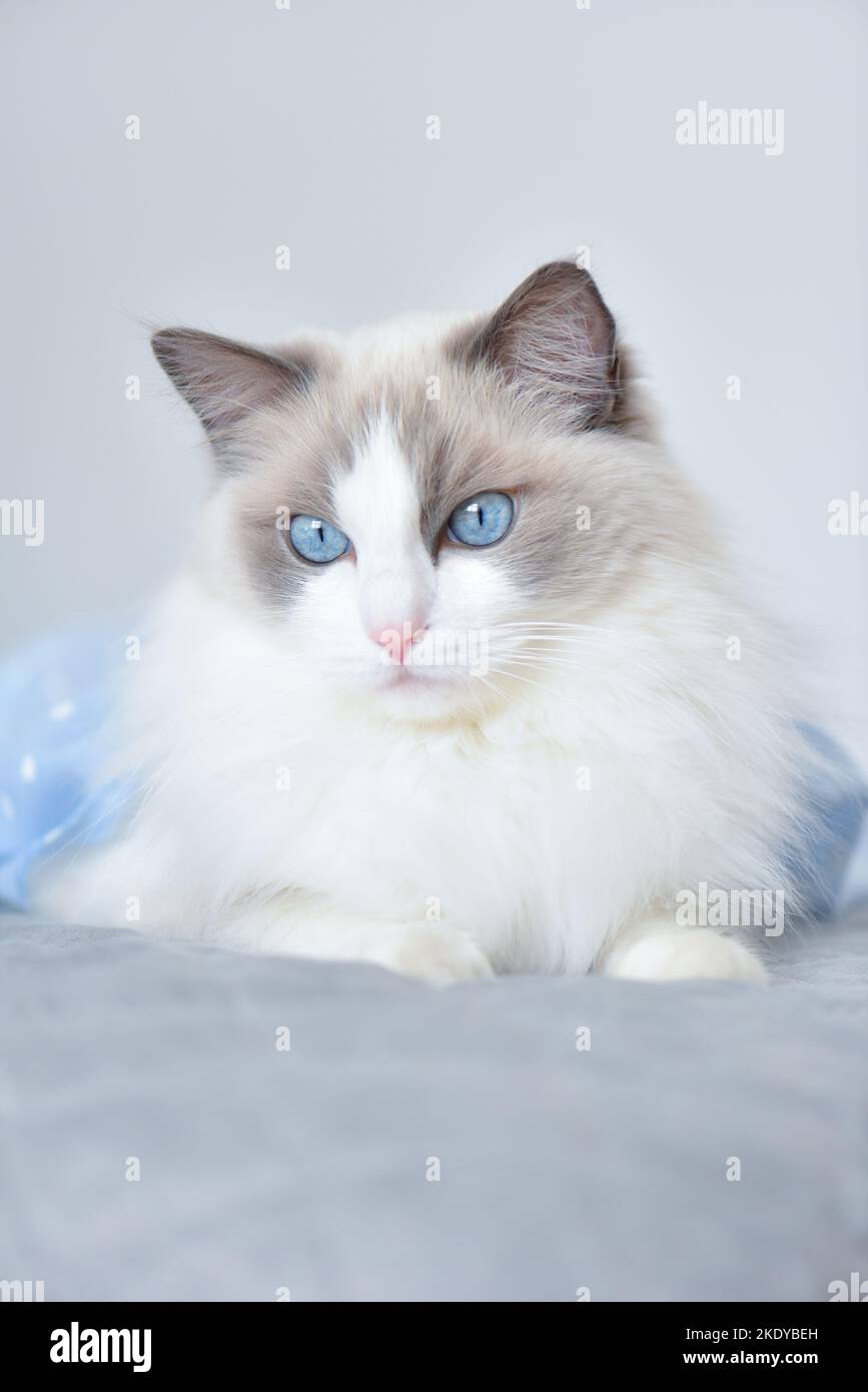 White cat with blue eyes in naughty mood. Blue bicolor purebred ragdoll female cat on the bed. Healthy, longhaired well grommed soft fur. Stock Photo