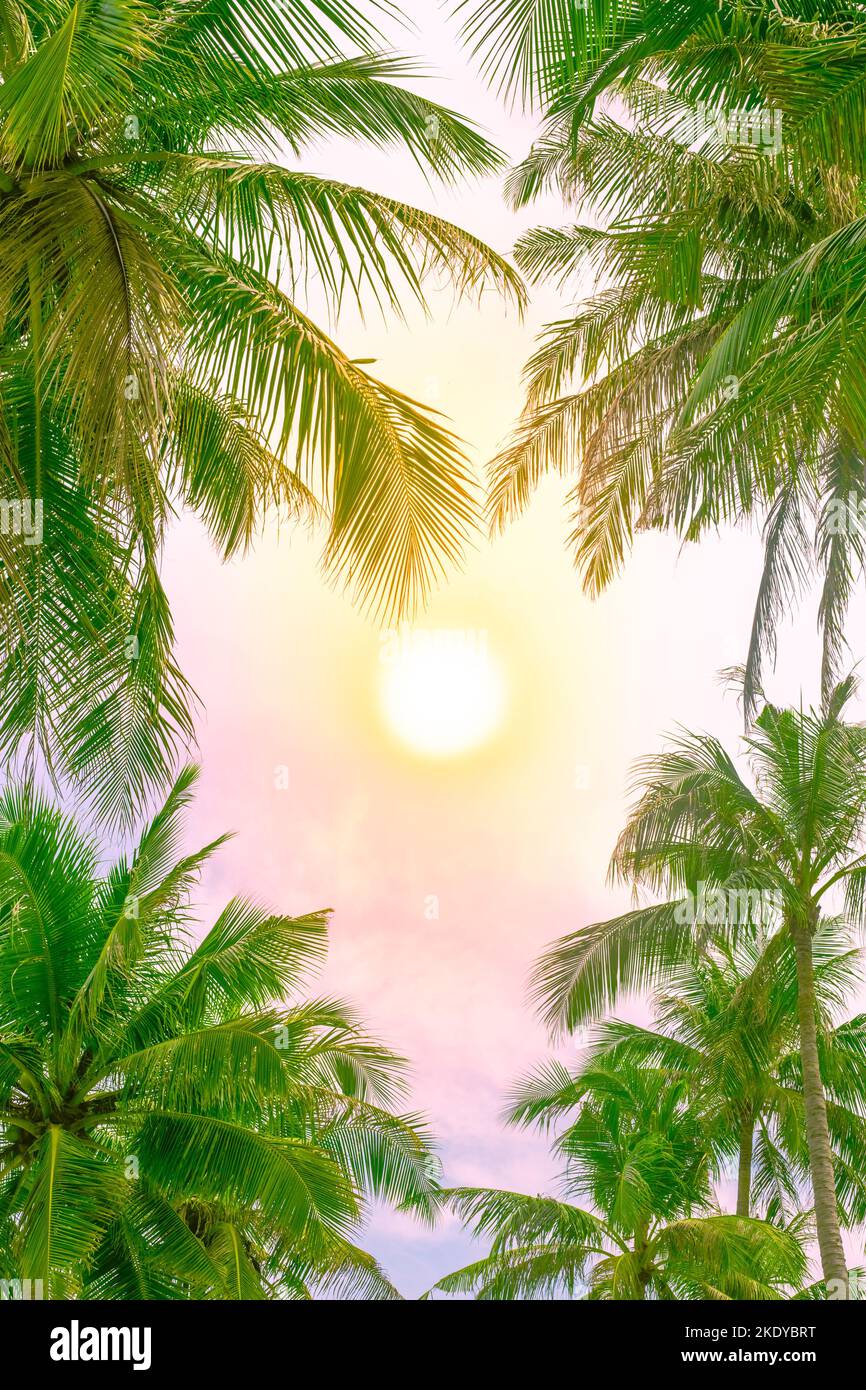 fluffy green tops of palm trees against the sky. Tropical vertical background for text. Stock Photo